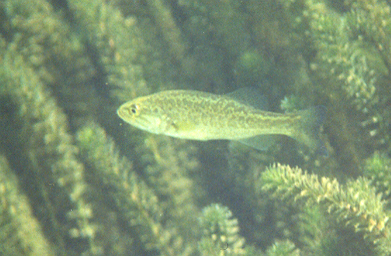 Imágenes subacuáticas de la Lobina / Bass Largemouthswim