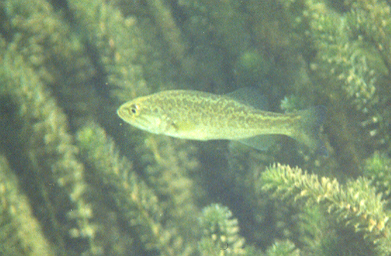 Galería de imágenes de Lobina / Bass Largemouthswim