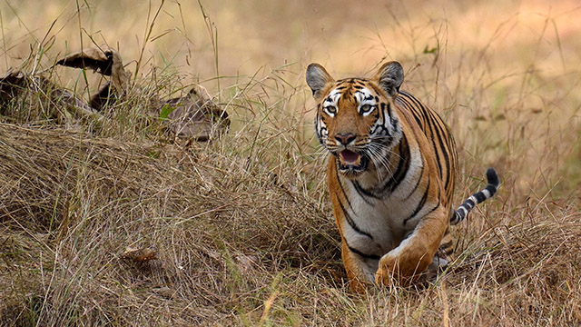 tiger in a field