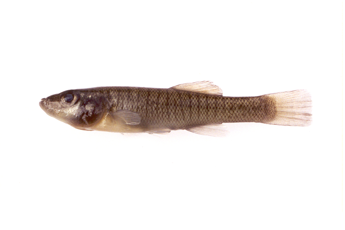 banded topminnow
