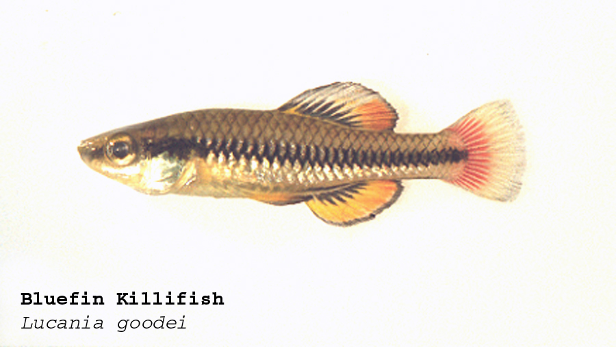 bluefin killifish