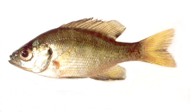 lepomis macrochirus purpurescens (bluegill)