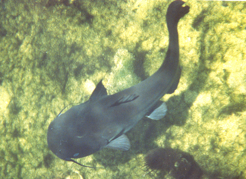 channel catfish