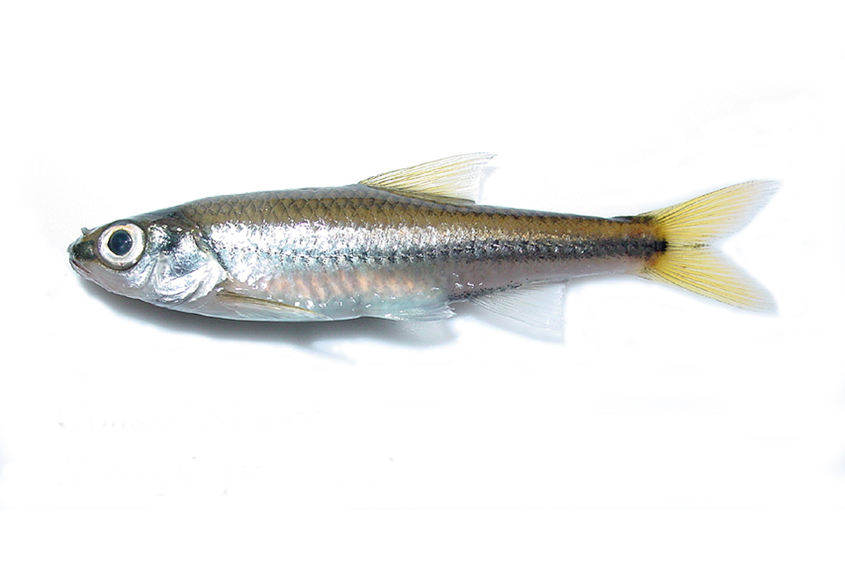 coastal shiner