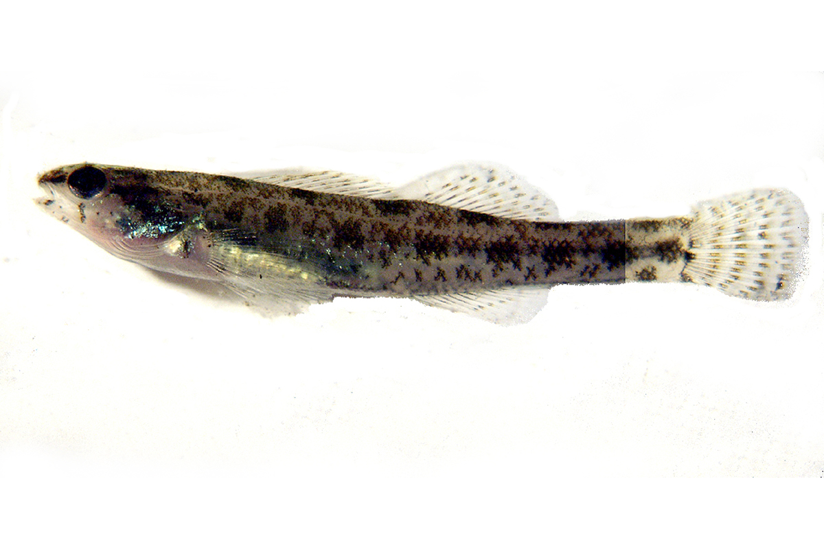 blackbanded dater