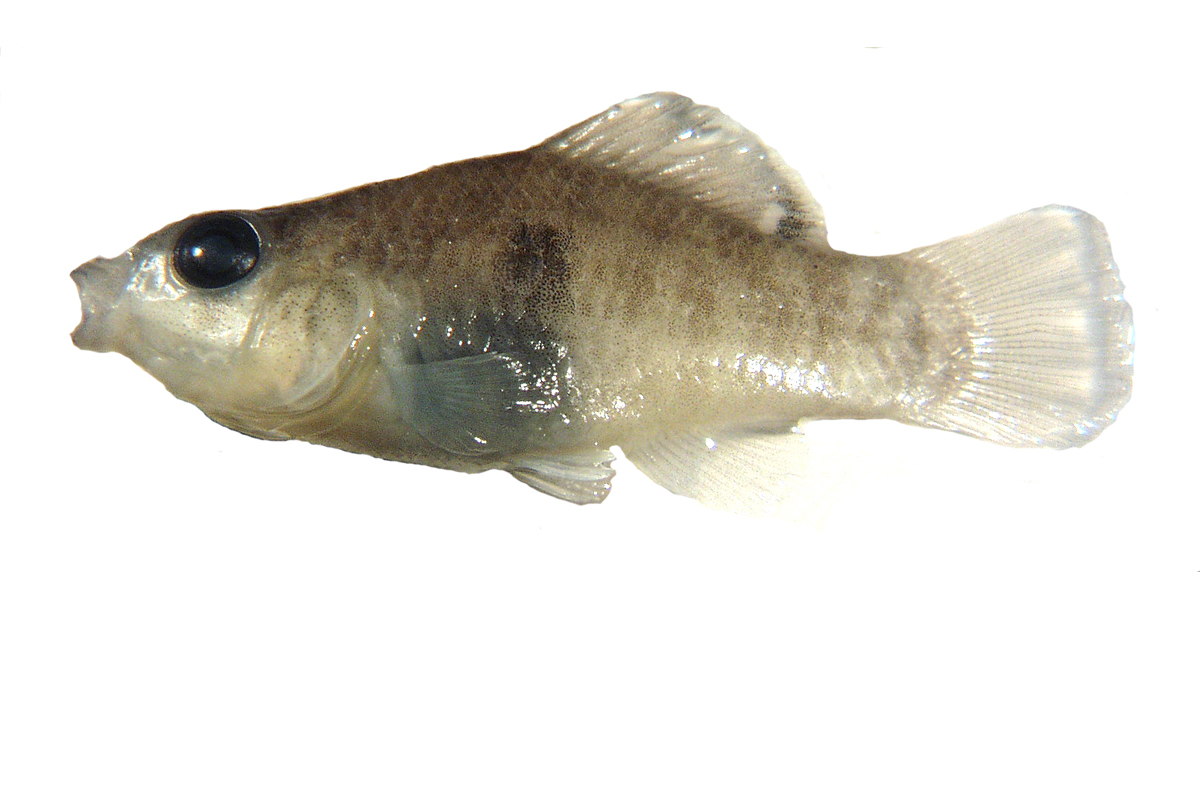 jordanella floridae (flagfish)