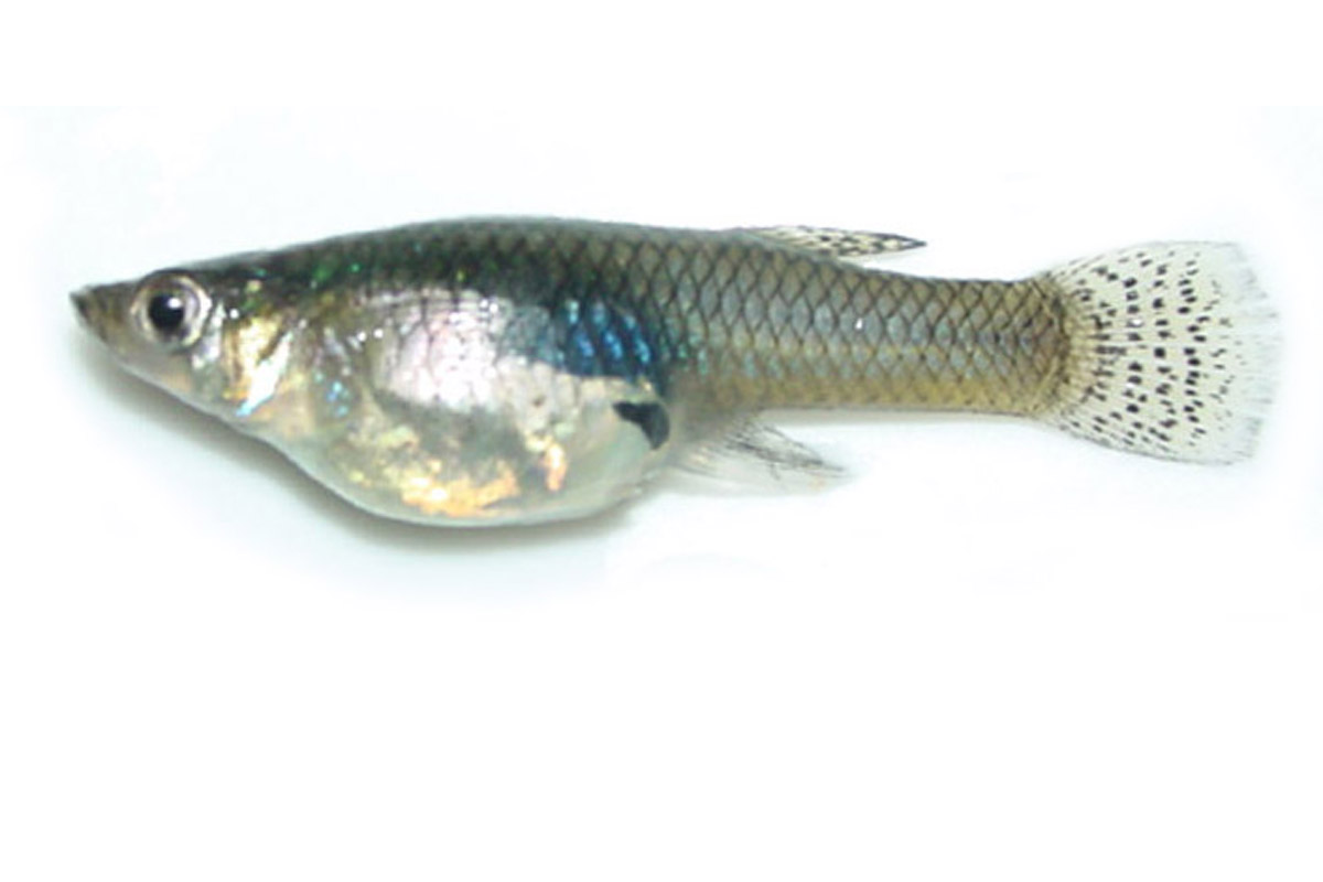 gambusia (eastern mosquitofish)