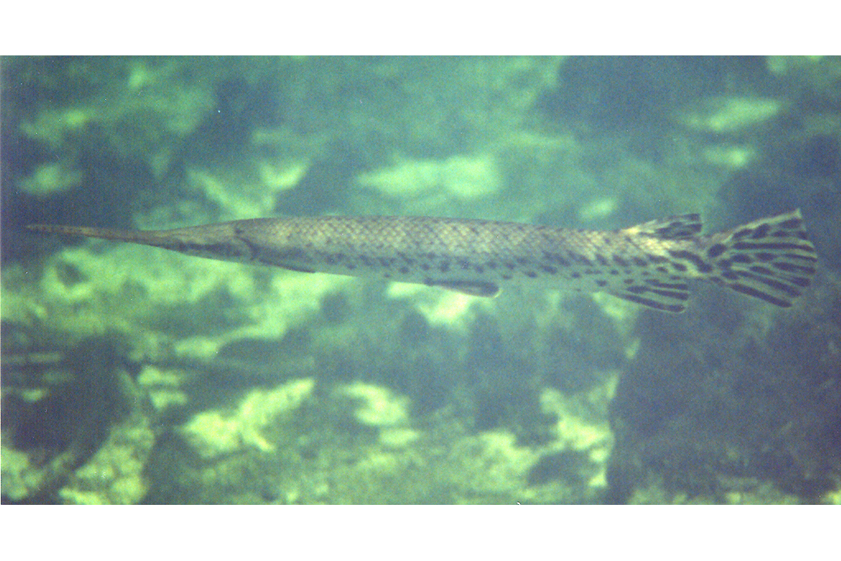 florida spotted gar