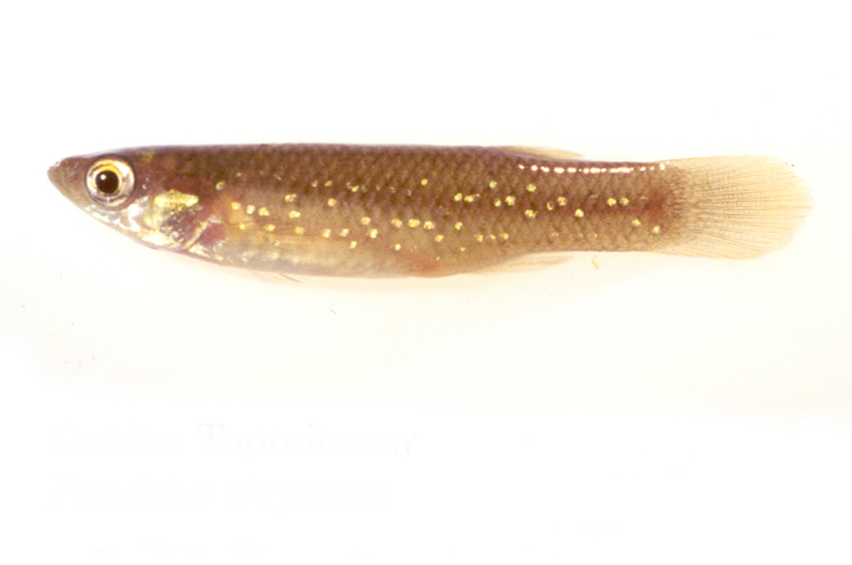 golden topminnow