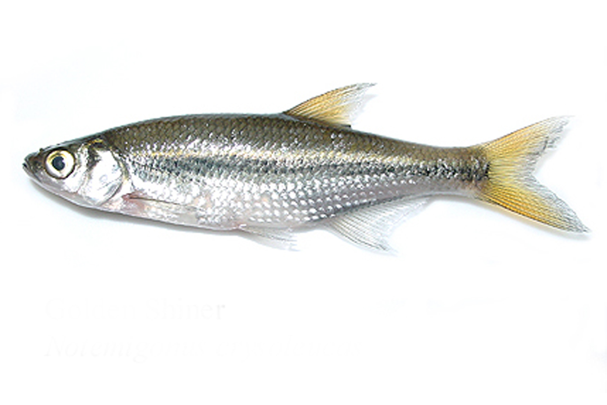 southeastern golden shiner