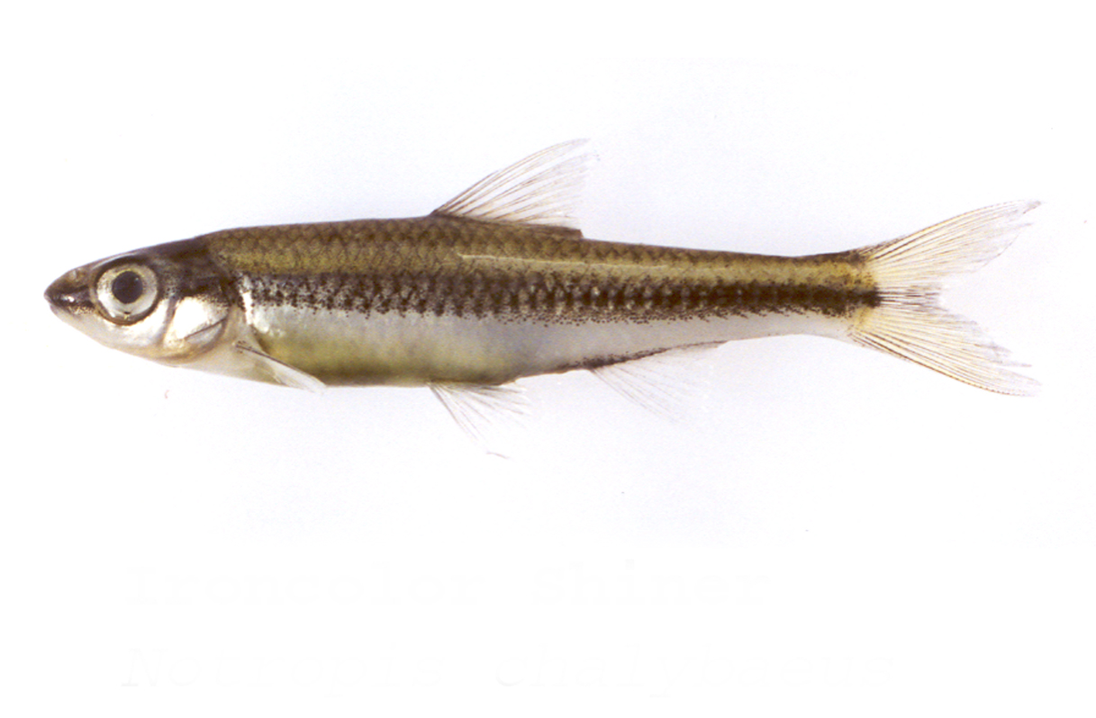 ironcolor shiner