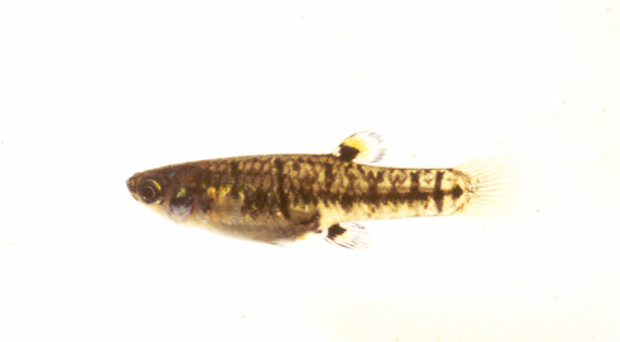 least killifish