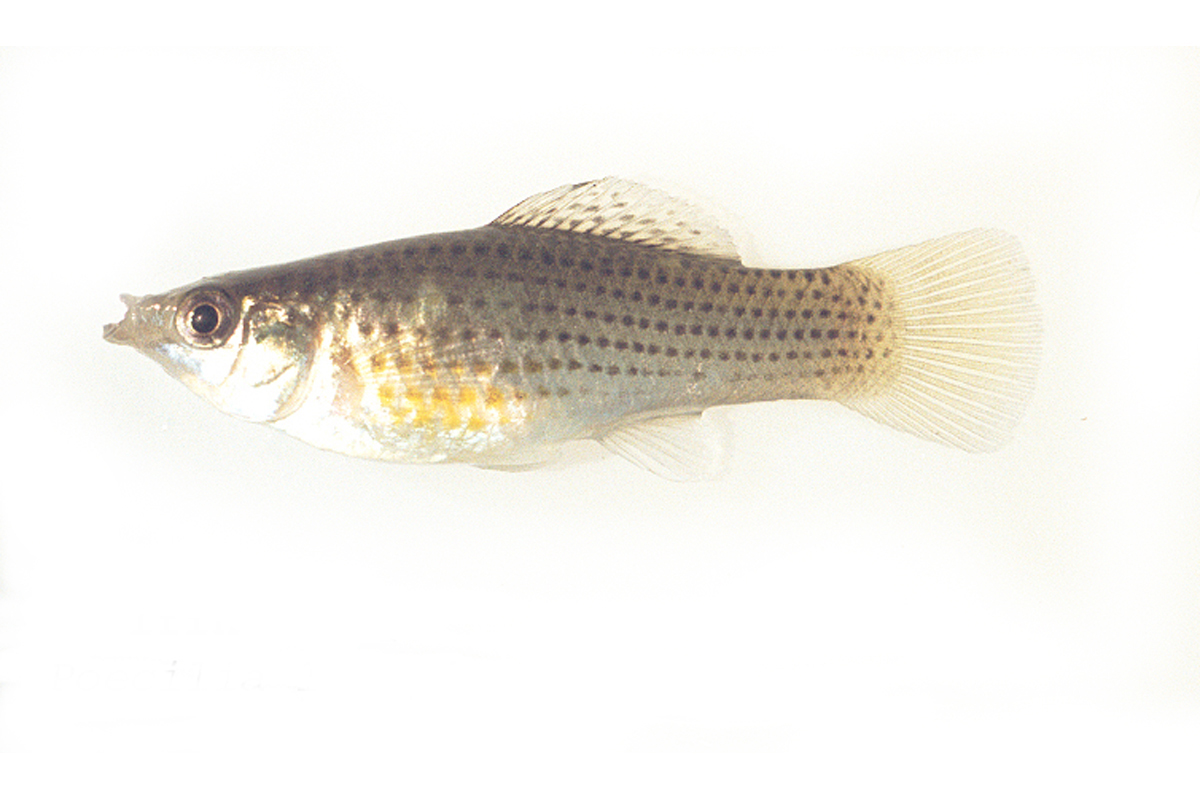 Poecilia latipinna (sailfin molly)
