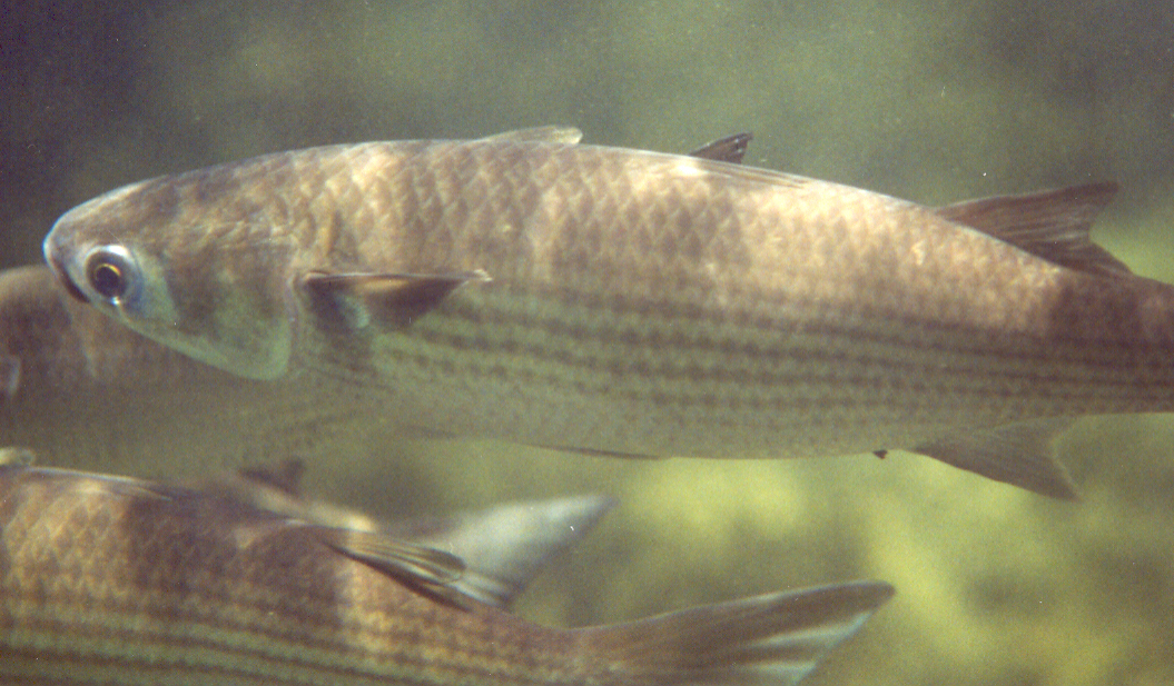 mugil cephalus (striped mullet)