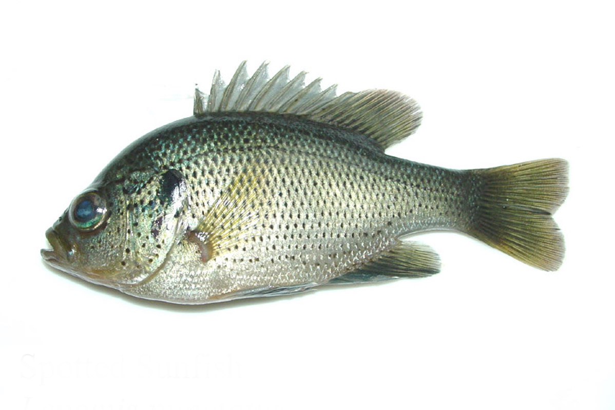 spotted sunfish
