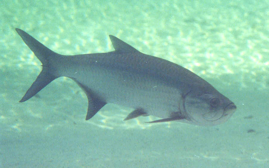 megalops atlanticus (tarpon)