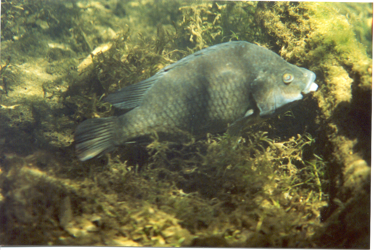 tilapia aurea (blue tilapia)