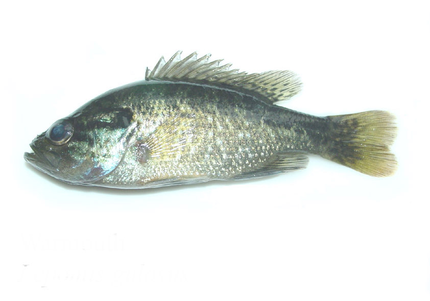 lepomis gulosus (warmouth)