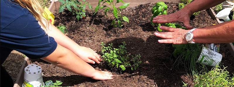 young child planting something iwth the help of an adult