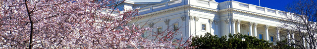 Cherry Blossoms with Building