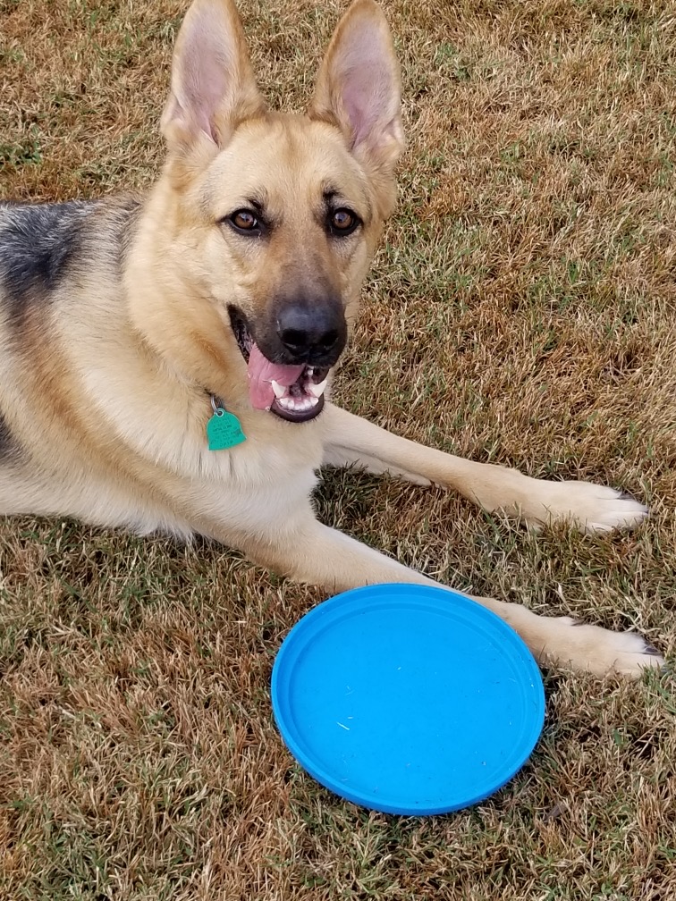 Frisbowl with Duchess dog