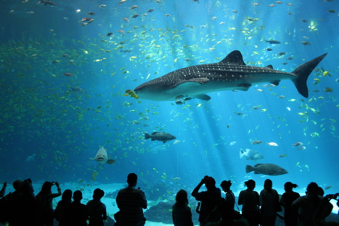 The Florida Aquarium