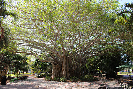 banyan tree in the courtyard