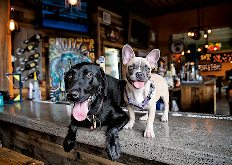 Dogs at Dog Bar