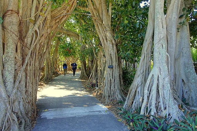 Marie Selby Botanical Gardens