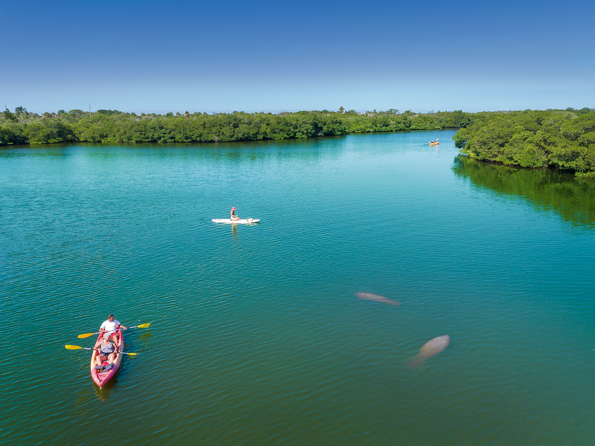 Kayakers with manatees