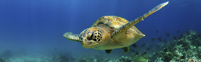 Sea turtle