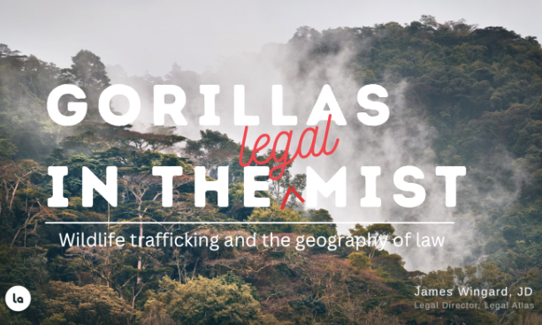 gorillas in the legal mist