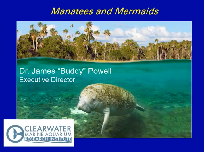 buddy powell manatees and mermaids