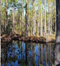 Wetland