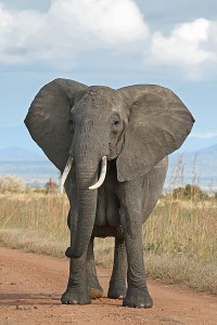 African Bush Elephant. Courtesy Wikimedia Commons.