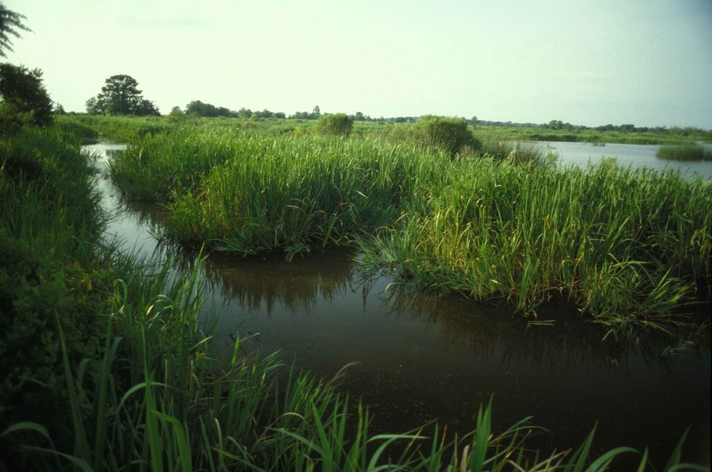 Image of meandering grassy wetlands depicts just some of the types of waters that may no longer be protected if the Navigable Waters Protection Rule takes effect.