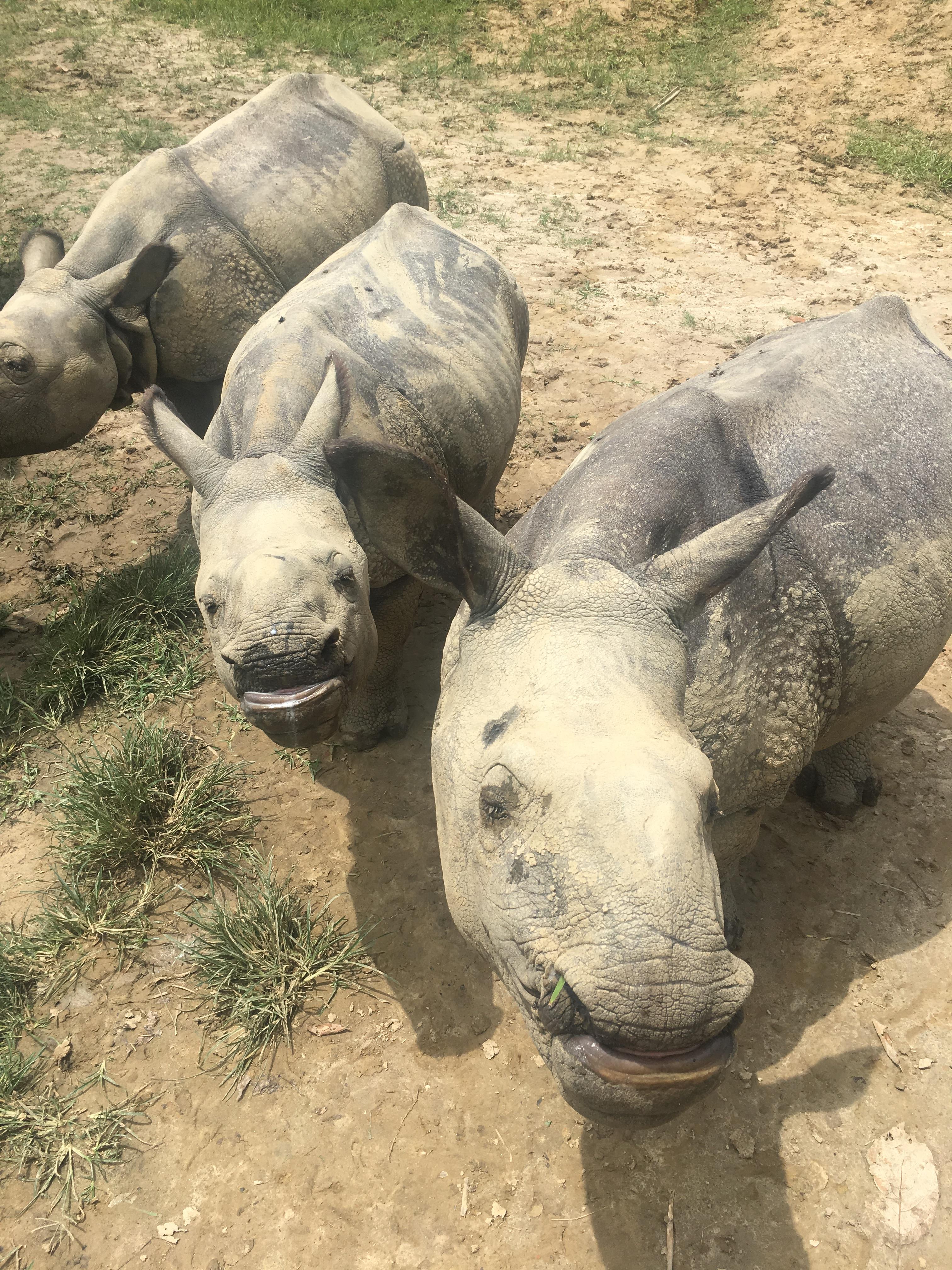 Kate Welch worked up close with rhinos in India.