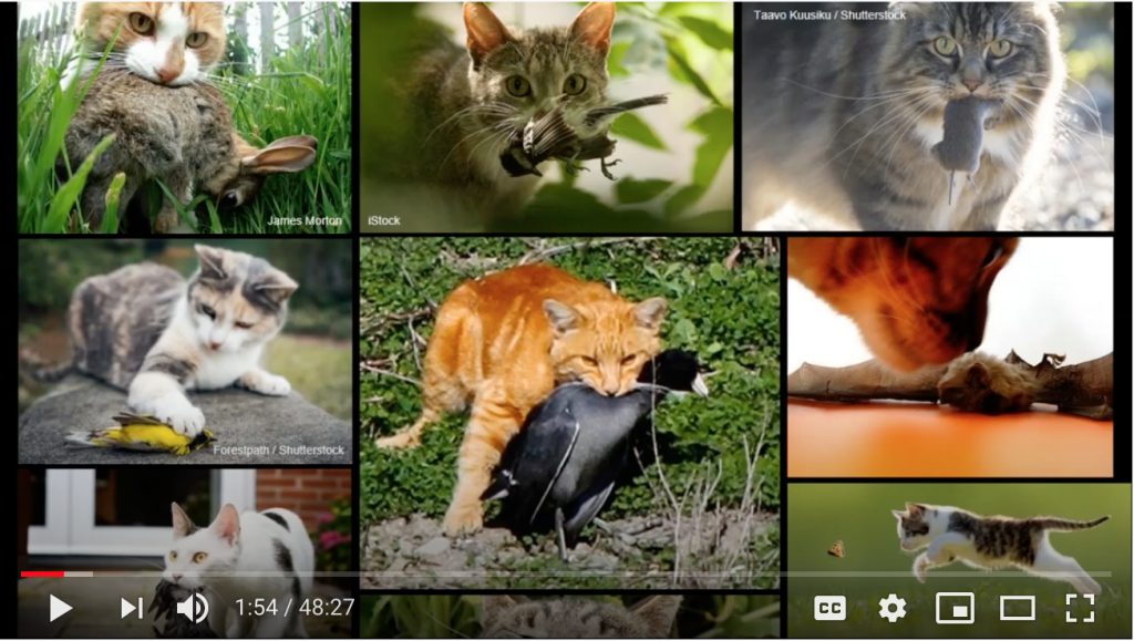 Images of domestic cats with various prey, including birds, rabbits, mice and bats.