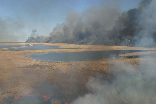 Wetland area on fire via Wikimedia.