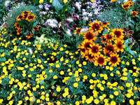 Flowers Flowers