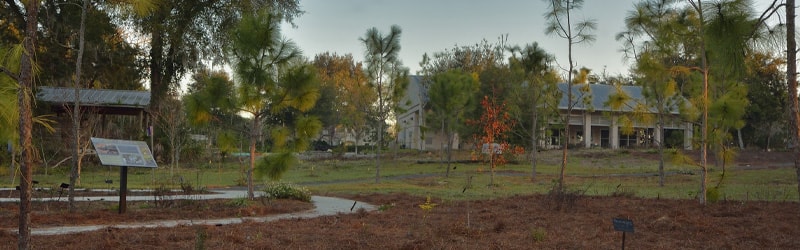 volusia sandhill ecosystem trees and plants outside