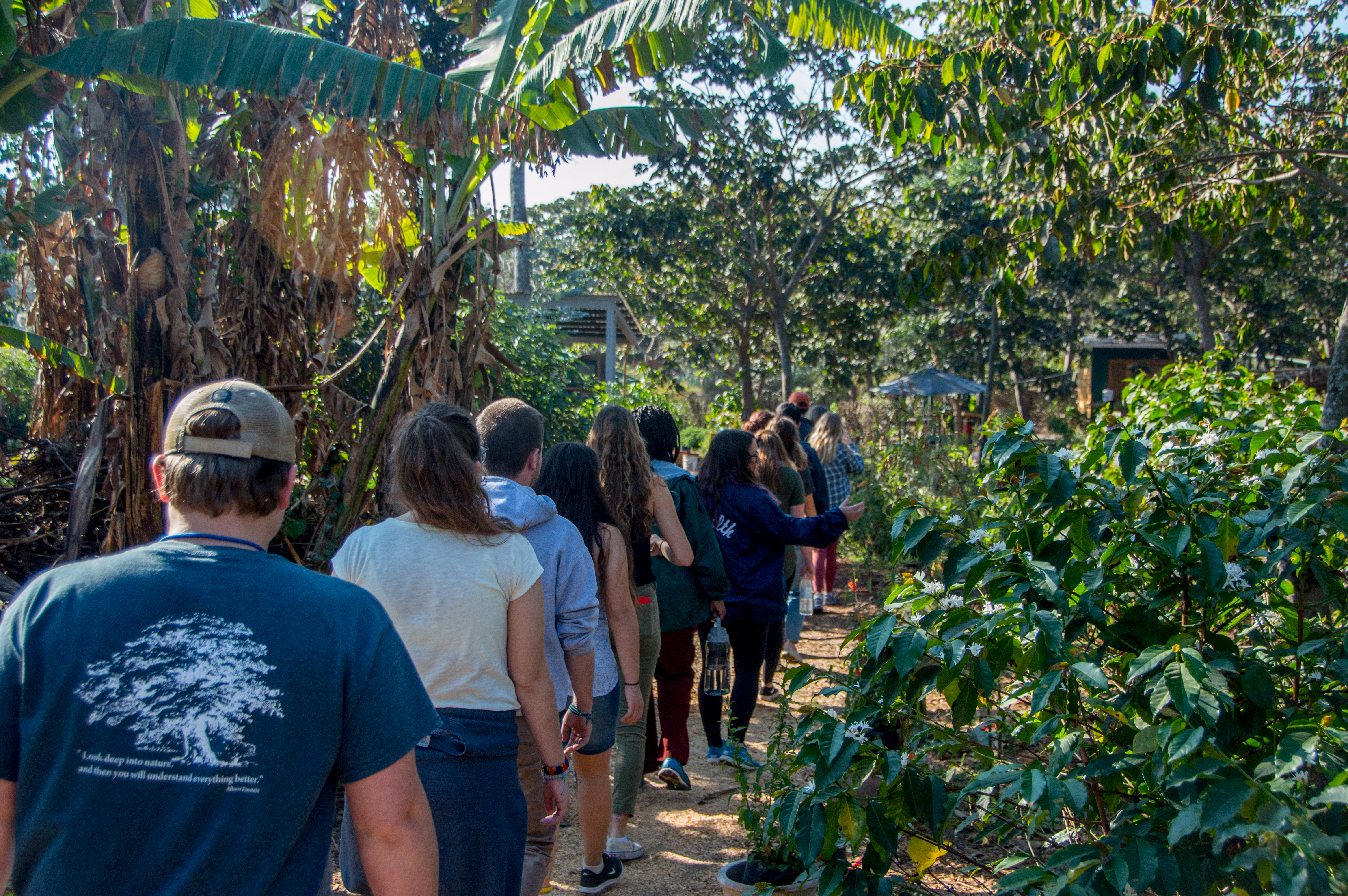 Walking in Guatemala Forest
