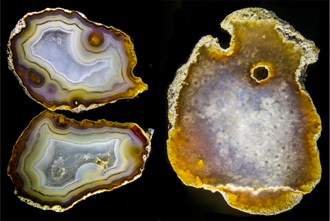 Agatized and silicified coral 