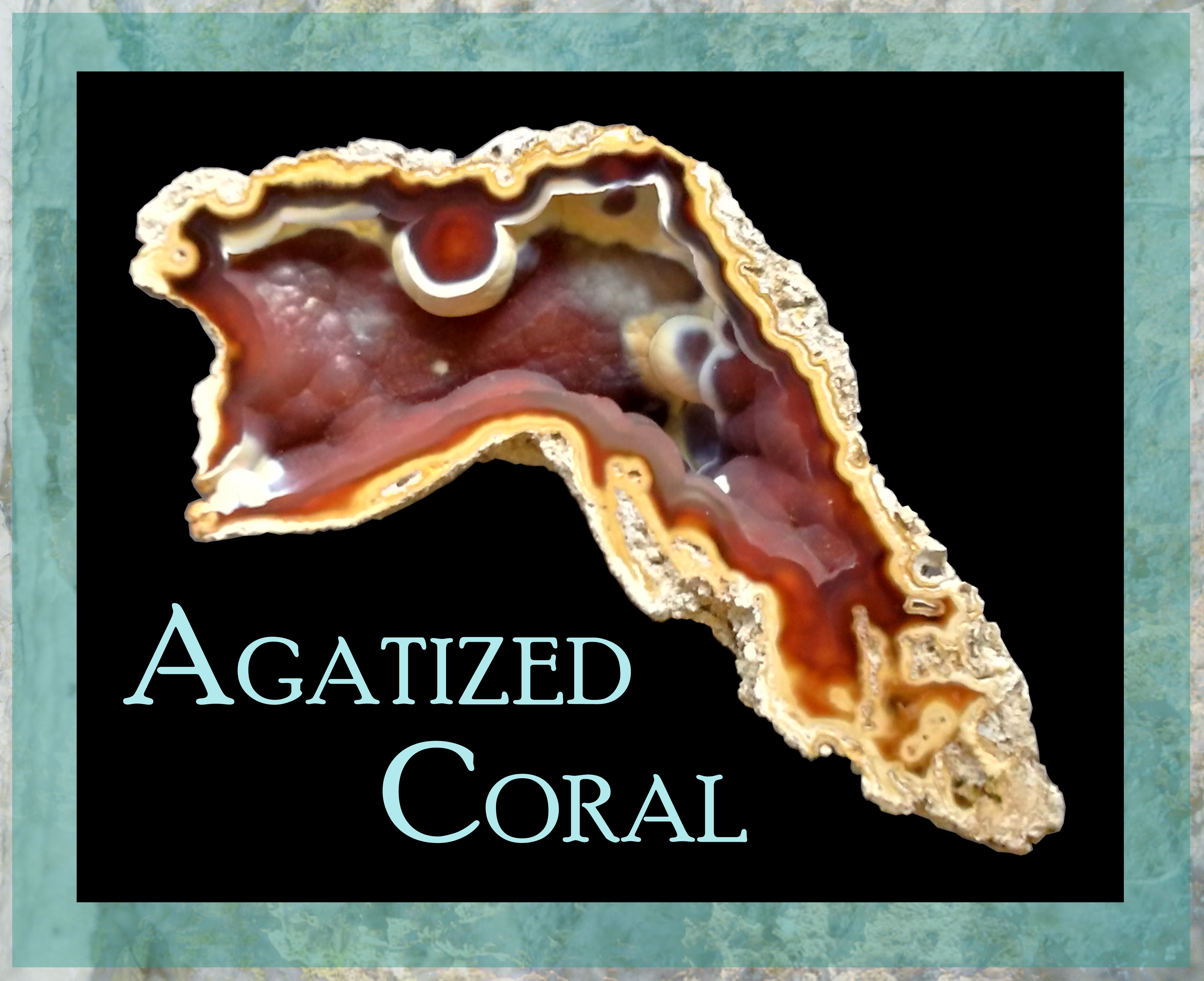 Agatized Coral exhibit