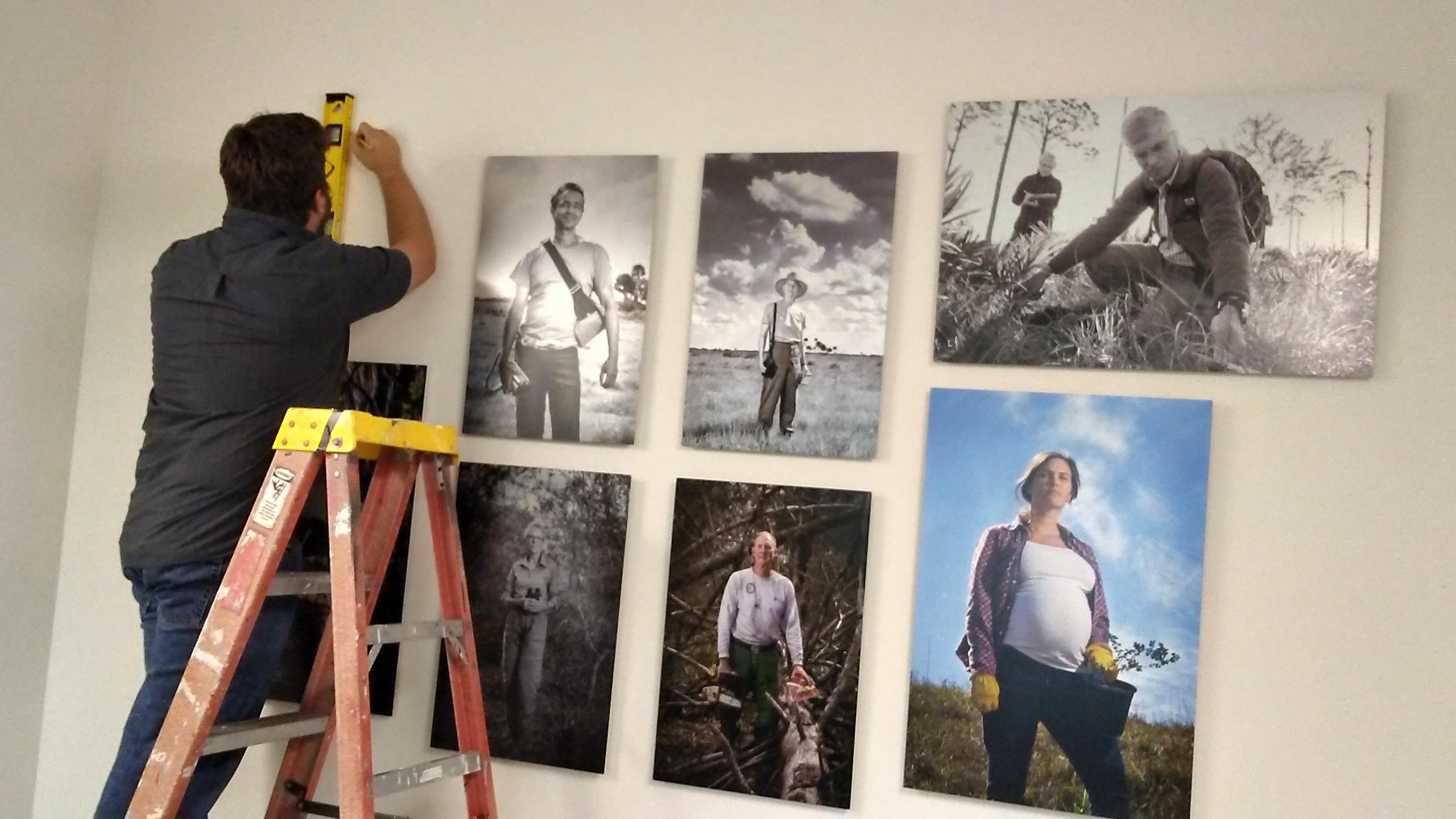 Dustin Angell installing Florida Stewards in the Gillespie Environmental Gallery