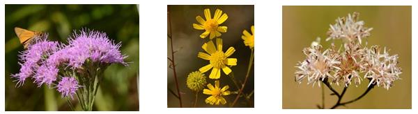 Florida Paintbrush, Coastalplain Honeycombhead and Coastalplain Palafox plant examples