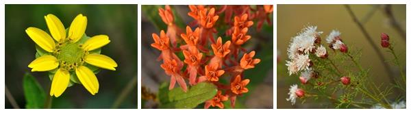 Florida Greeneyes, Butterflyweed and Summer Farewell plants