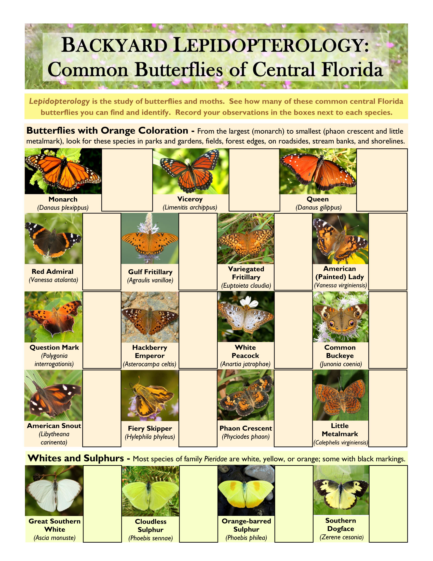 Backyard Lepidopterology