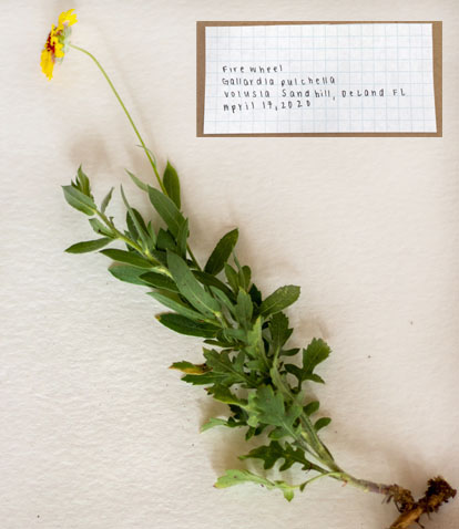 Herbarium How-to