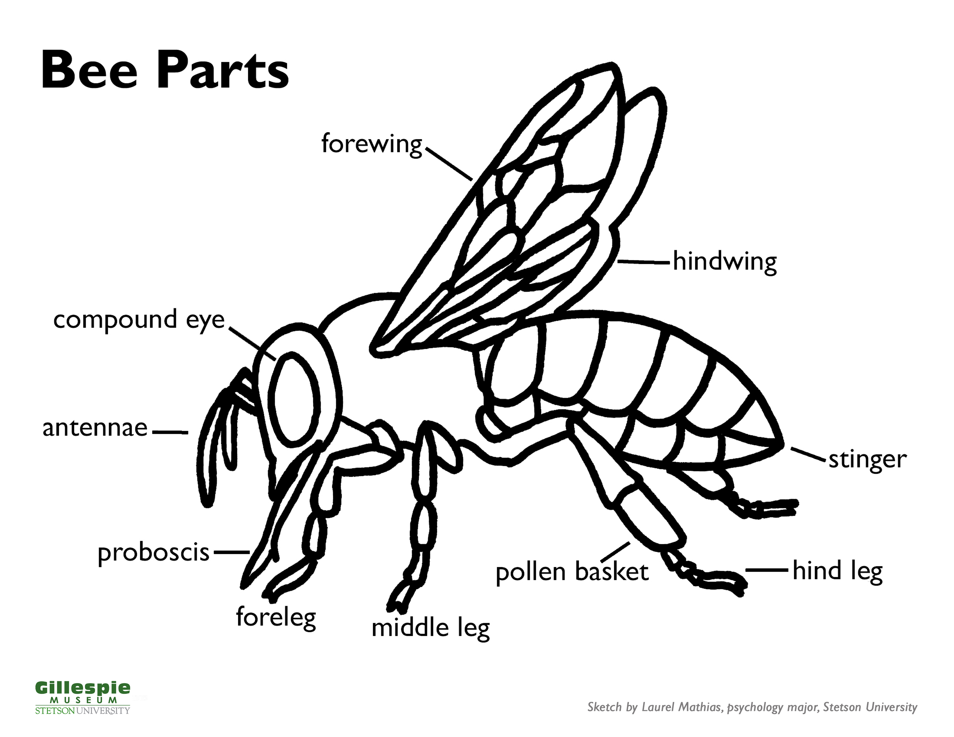 parts of an insect coloring page